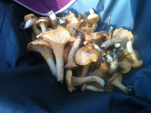 Chantarelles_sept_2012