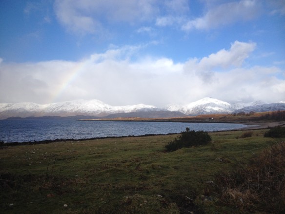 curl bay - snow and cows