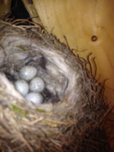 pied wagtail eggs in house