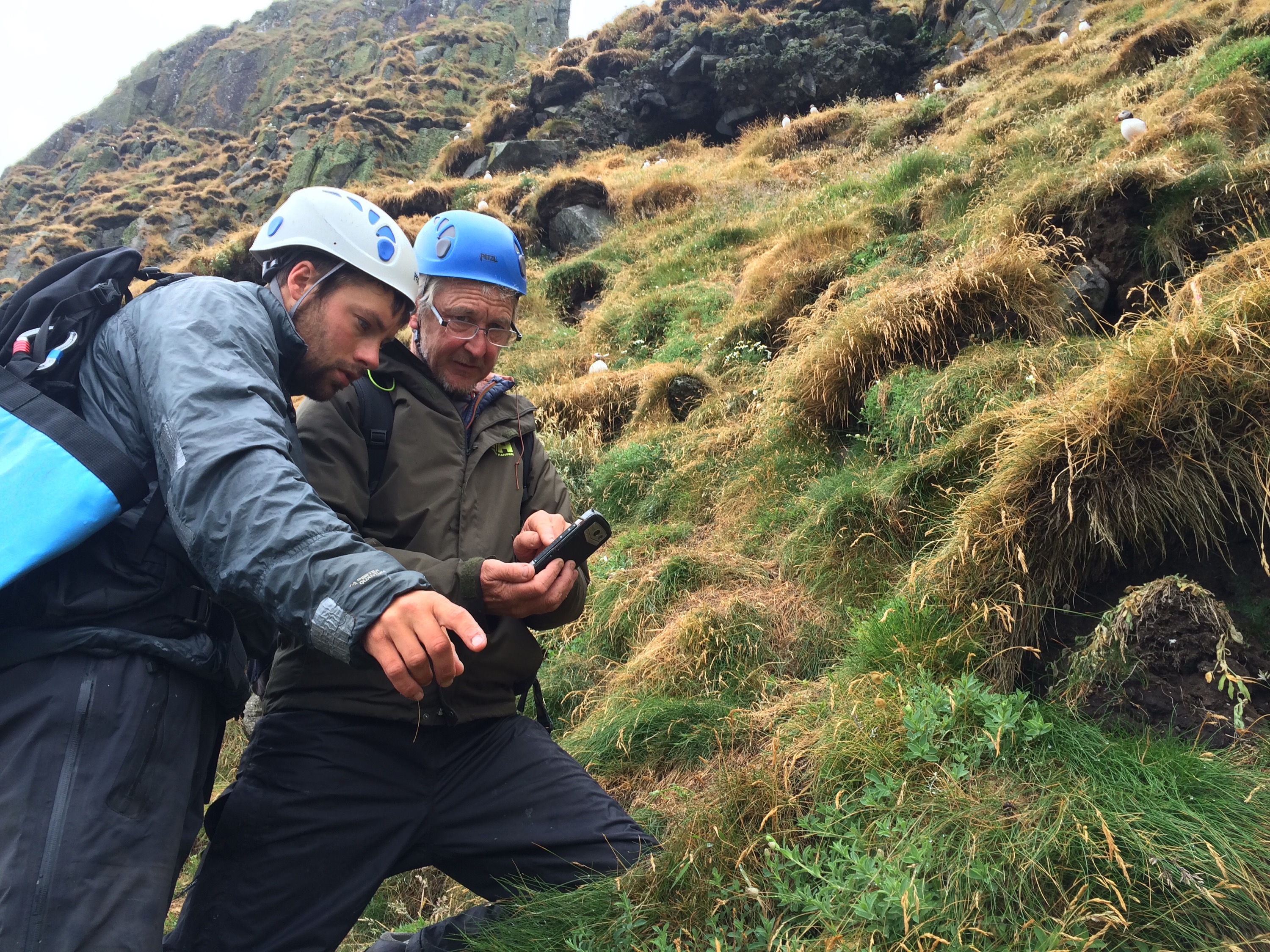 sewrching for puffin burrows on the shiant isles